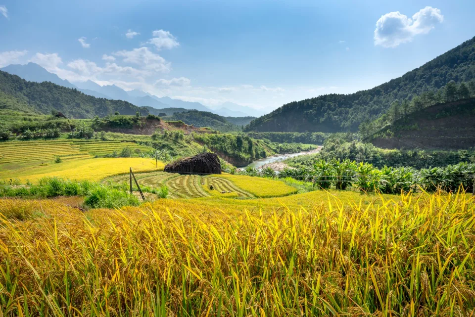 Kho gạo của Đoàn Quang Sơn